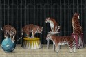 TIGERS papier peint décor cirque tigres LONDONART