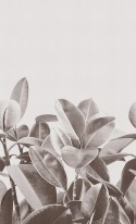Papier peint feuilles caoutchouc RUBBER PLANT LONDONART