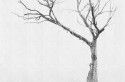 Papier peint branche arbres dessin BRAMBLES LONDONART