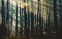 CANADIAN FOREST papier peint DSQUARED2 LONDONART